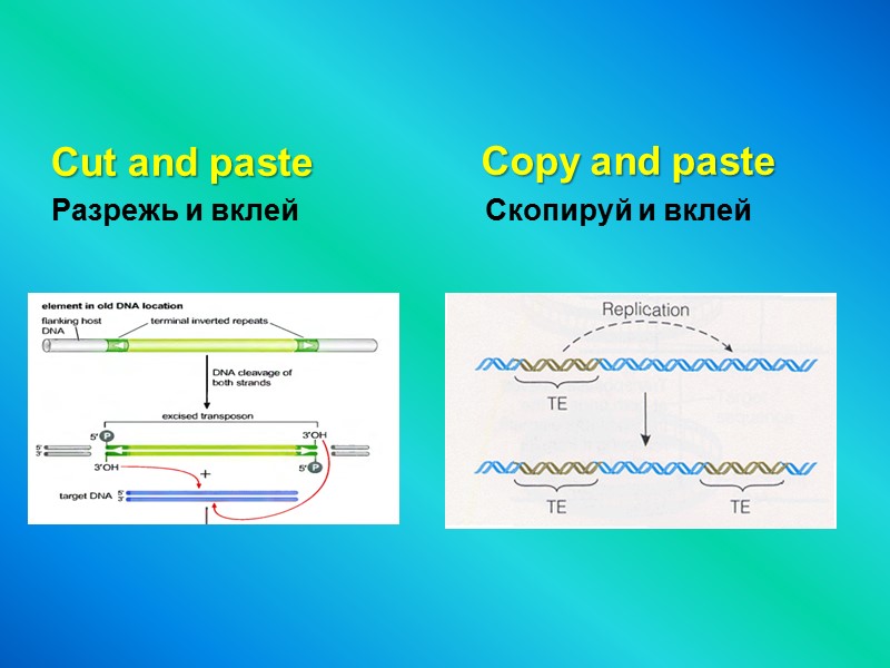 Cut and paste Разрежь и вклей   Сopy and paste   